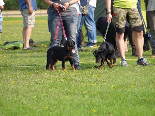 Beauceron-Welpen 